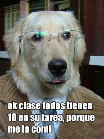 Perro
