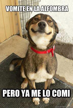 Buen Perro :)