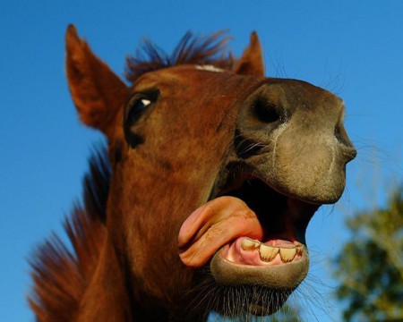 Lindo Caballito