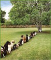 Perritos en la fila para hacer pis